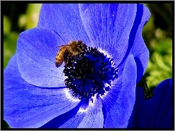 Pszczoła, Niebieski, Kwiat