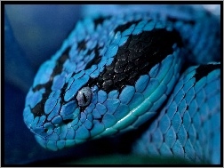 Niebieski, Wąż