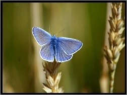 Zboże, Niebieski, Motyl