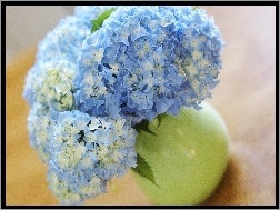 Hortensji, Niebieskie, Kwiaty