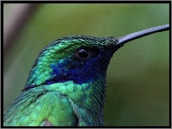 Koliber, Niebiesko, Zielony