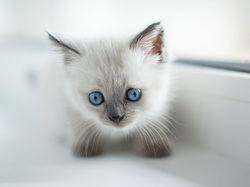 Niebieskooki, Kot, Biały, Młody