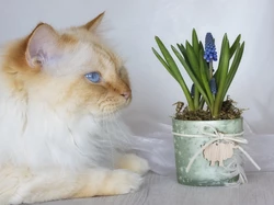 Szafirek, Niebieskooki, Kot, Doniczka, Kwiat