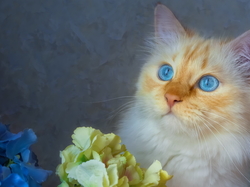 Kwiaty, Niebieskooki, Kot