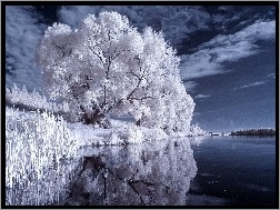 Niebo, Drzewa, Białe, Jezioro