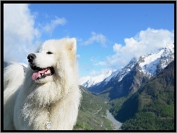 Niebo, Pies, Biały, Góry