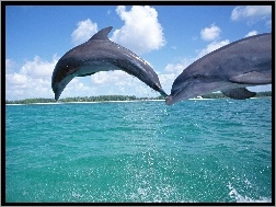 Delfiny, Niebo, Morze