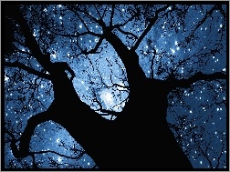 Drzewo, Niebo, Gwiazdy