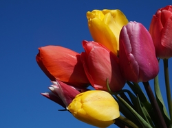 Niebo, Tulipany, Kolorowe, Bukiet