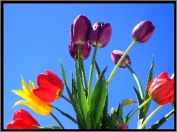 Niebo, Tulipany, Kolorowe, Niebieskie