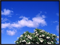 Niebo, Drzewo, Kwitnące, Niebieskie
