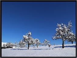 Śnieg, Niebo, Drzewa