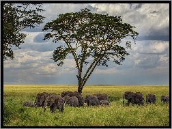 Niebo, Drzewo, Słonie, Zachmurzone