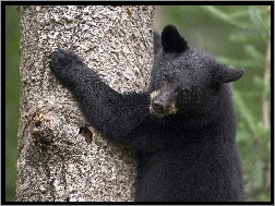 drzewo, Niedźwiedź, niedźwiadek