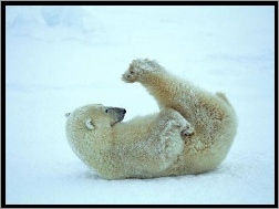 Gimnastyka, Niedźwiedź, Polarny