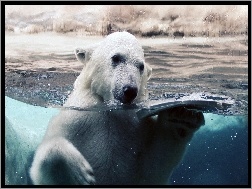 Kąpiel, Niedźwiedź, Polarny