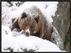 Śnieg, Niedźwiedź, Brunatny