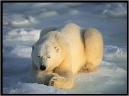 Niedźwiedź Polarny