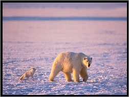 Polarny, Niedźwiedź, Lis