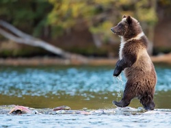 Rzeka, Niedźwiedź, Grizzly