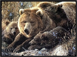 Niedźwiedzia, Rodzinka