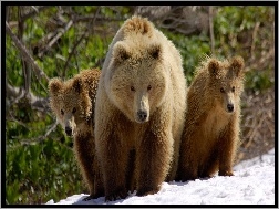 Niedźwiadki, Niedźwiedzica, Dwa