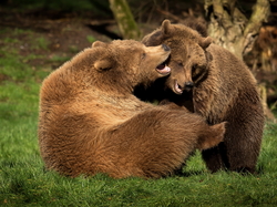 Dwa, Niedźwiedzie brunatne