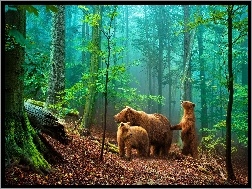 Niedźwiedzie, Drzewa, Las, Droga