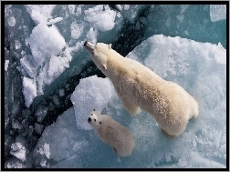 Niedźwiedzie, Lód