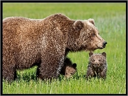 Niedźwiedzie, Rodzina