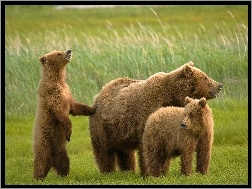 Rodzinka, Niedźwiedzie, Grizzly