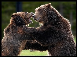 Niedźwiedzie, Walka