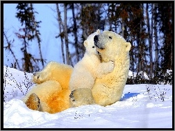 Zabawa, Niedźwiedzie, Polarne