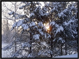Śnieg, Iglasty, Zaspy, Drzewa, Słońce, Las