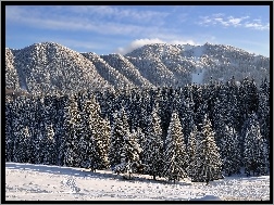 Śnieg, Iglaste, Drzewa, Góry, Zima, Lasy