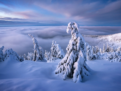 Śnieg, Chmury, Góry, Drzewa, Zima, Mgła