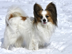 Śnieg, Pies, Spaniel kontynentalny miniaturowy Papillon