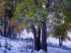 Śnieg, Pożółkłe, Liście, Drzewa, Zima, Zielone