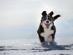 Śnieg, Bieg, Berneński pies pasterski, Zima