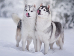 Śnieg, Siberian husky, Psy, Dwa, Zima
