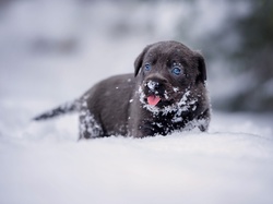 Śnieg, Labrador retriever, Szczeniak, Pies, Zima