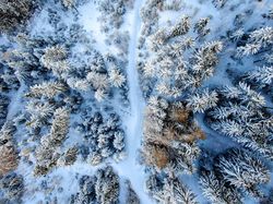Las, Śnieg, Z lotu ptaka, Droga, Zima, Drzewa