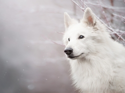 Śnieg, Mordka, Biały owczarek szwajcarski, Pies, Gałązki