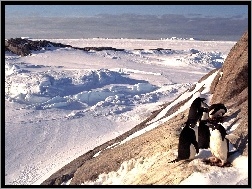 Góry, Śnieg, Pingwiny