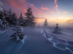 Norwegia, Śnieg, Ringerike, Ośnieżone, Ślady, Zima, Drzewa
