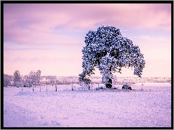Ogrodzenie, Śnieg, Drzewo