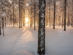 Śnieg, Drzewa, Promienie słońca, Las, Zima, Ośnieżone