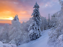 Ośnieżone, Śnieg, Zaspy, Drzewa, Zima, Wschód słońca