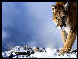 Puma, Śnieg, Kot