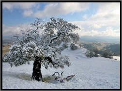 Wzgórze, Śnieg, Drzewo